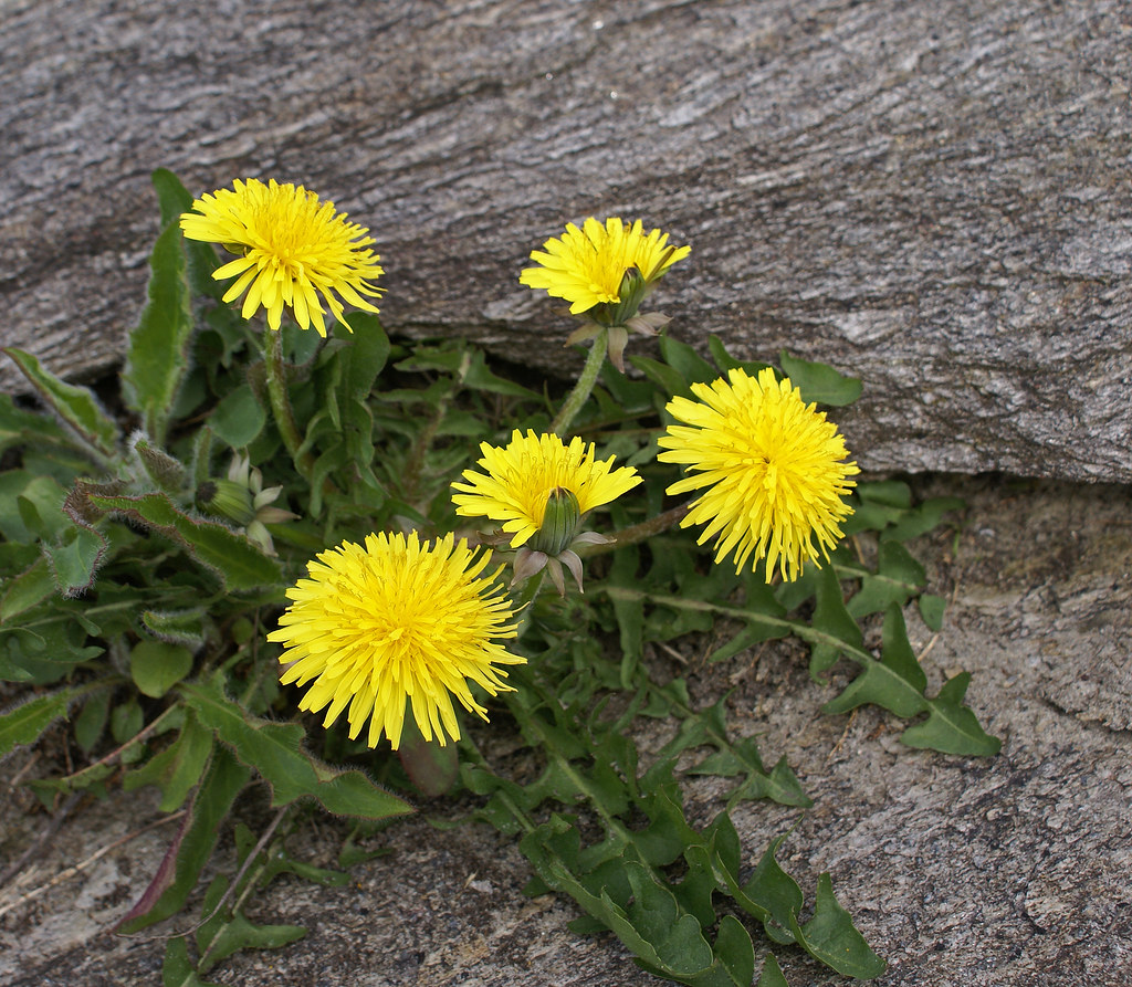 Dandelion, papadie, salata