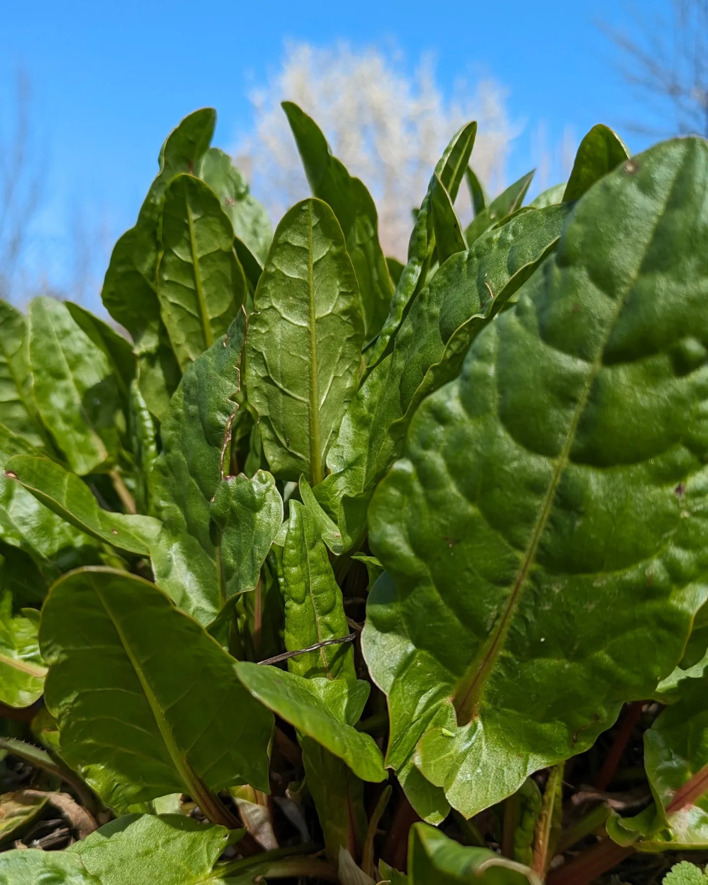 ciorba de macris, sorrel