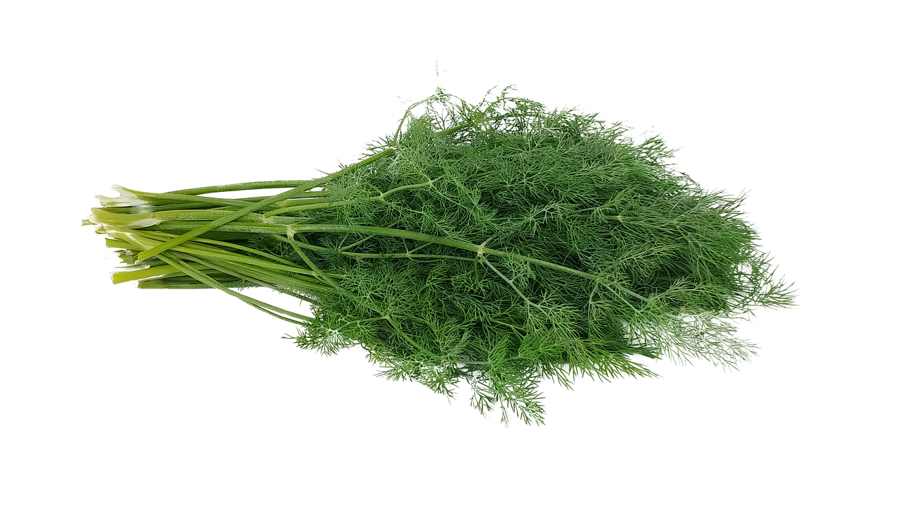 dill, anethum graveolens, marar