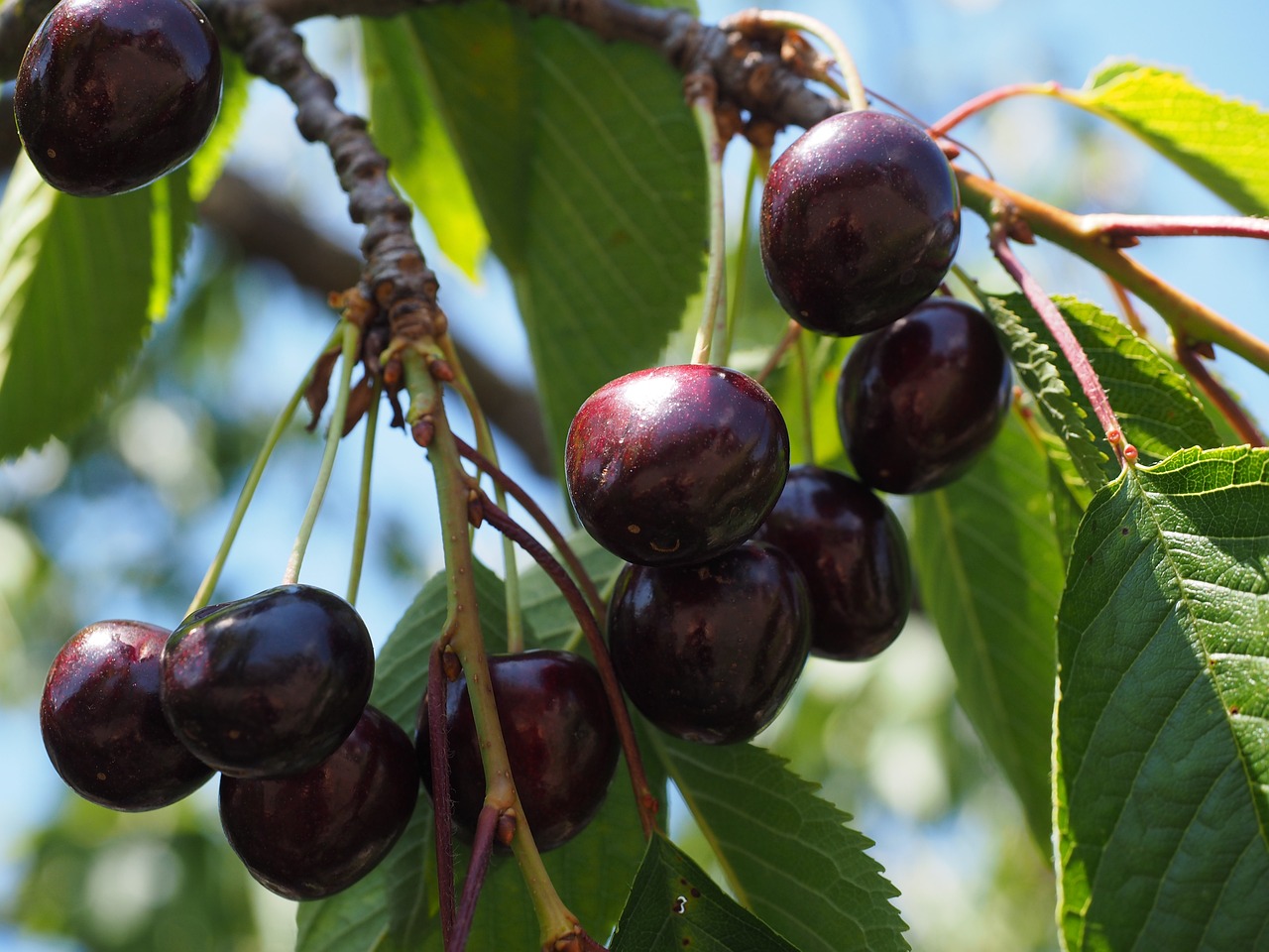 cirese, fruit, cherry, dulceata